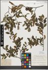 Foto von Salix myrsinifolia Salisb.